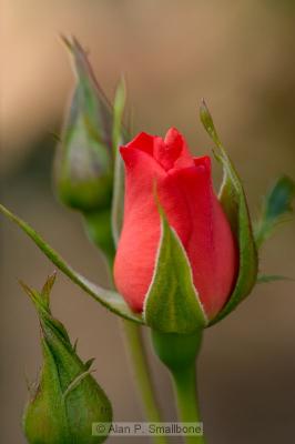 _N0Z5115.jpg