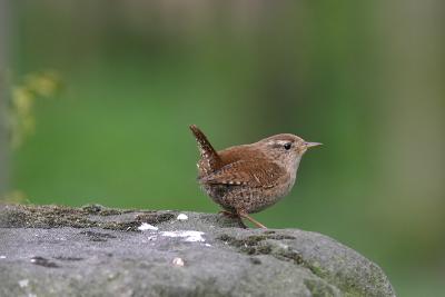 Wren