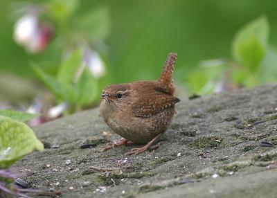 Wren