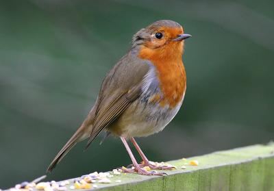Robin