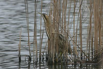 Bittern