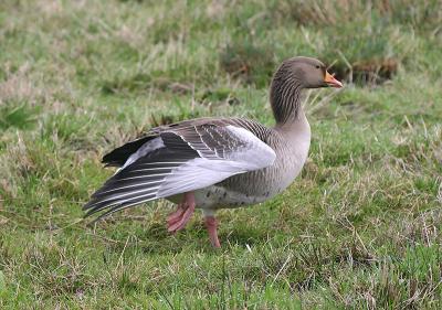 British Birds