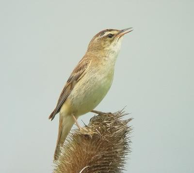 Sedge Warbler