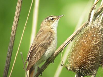 Digiscoping