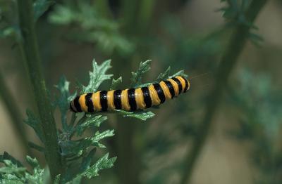 Cinnabar Moth caterpillar on Ragwort