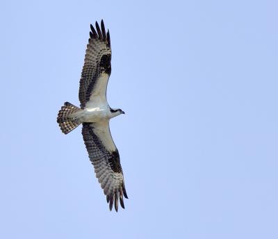  Plum Island, Parker River National Wildlife Refuge Osprey