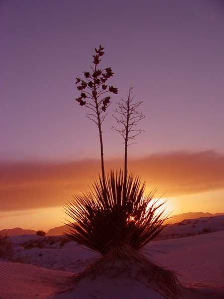 White Sands NM