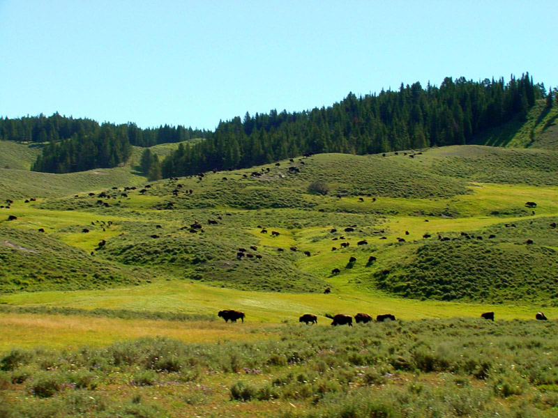 Hayden Valley