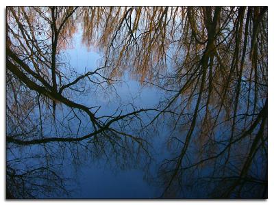 Reflections in the marsh water