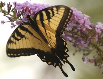 Swallowtail.jpg