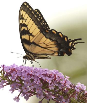 Swallowtail.jpg