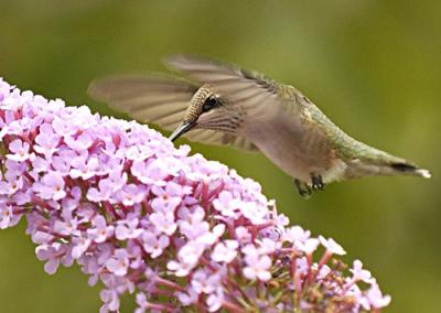 HummerCrop_filtered700w.jpg