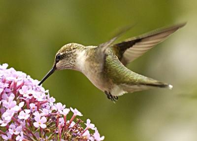 Hummer2_filtered700w.jpg