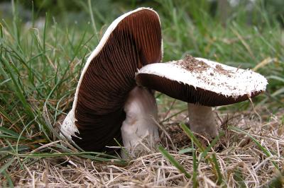 Brown Shroom.jpg