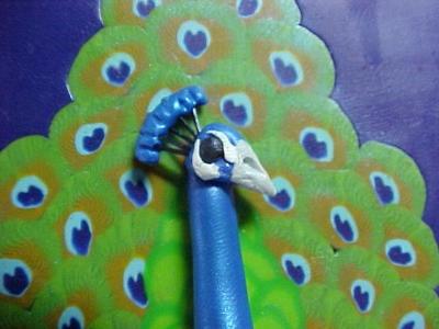 close up of Peacock head
