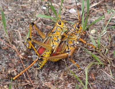 Grasshoppers