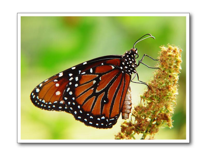 King of butterflies by Tootie Fruitie<br>Matthew Cromer