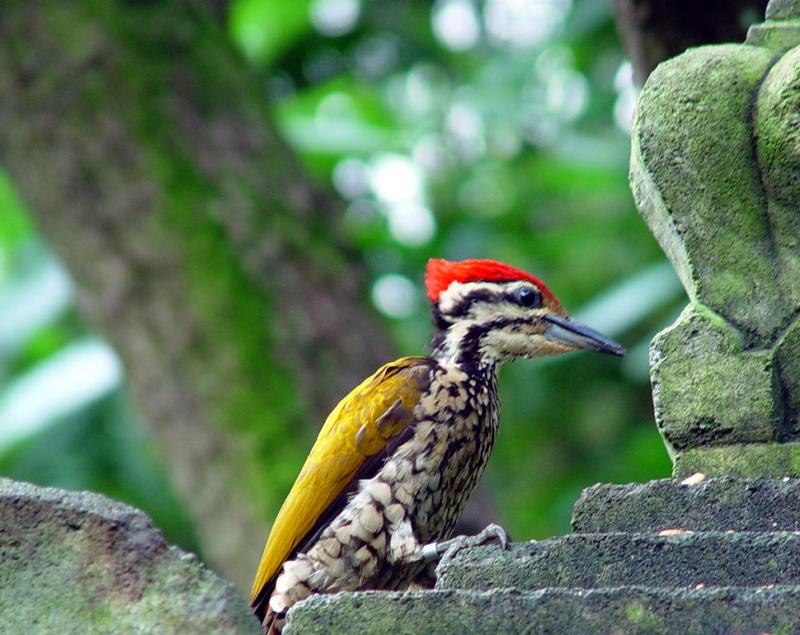Bird subculture revealed<br>by Ingenious<br>Jim Fitzgerald