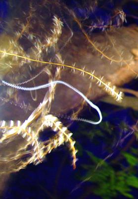 Termite swarm by Richard Rehkemper