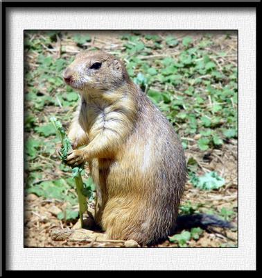 Black-tailed prairie dogby Sterling