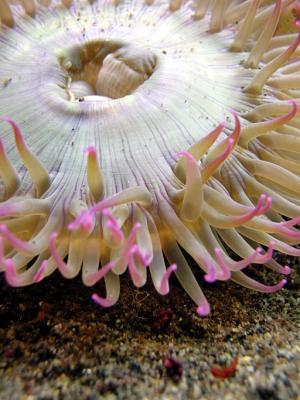 Anemoneby Iowegianwrsomsky