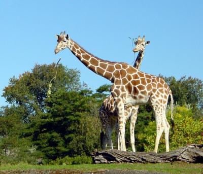 Giraffeby Iowegianwrsomsky