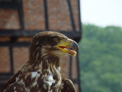 Eagle Portraitby Corradop5freak