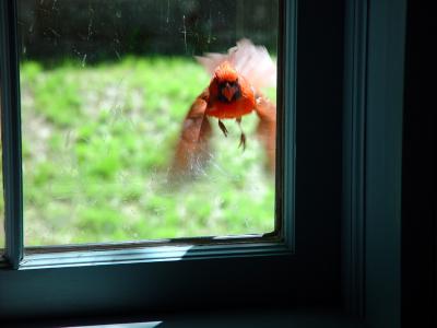 Let me in!by Cardinals Fanbr>K Miller