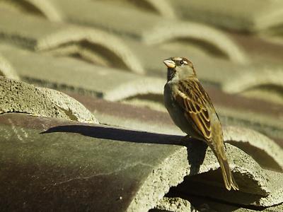 Contemplating the Dayby RainBird