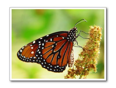 King of butterflies by Tootie FruitieMatthew Cromer