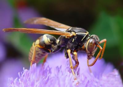 The Wasp by Nutty PhotographerAntoine