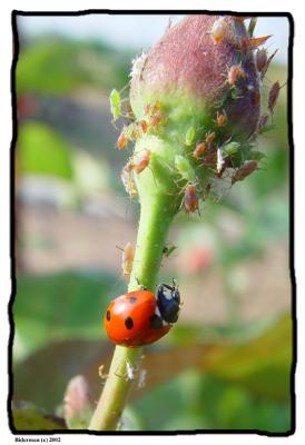 LadyBug FeastGil Biderman