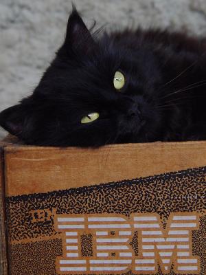The IBM Catby MorphlingCarlos Chacon