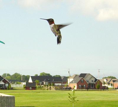 Hummingbird in flightby Rainy DaysApril Stephens