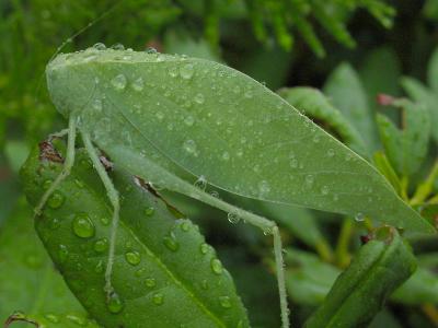 Katydidby Rainy DaysApril Stephens