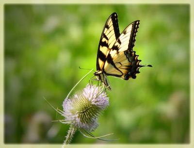 Butterfly on Thistle        by Shoot