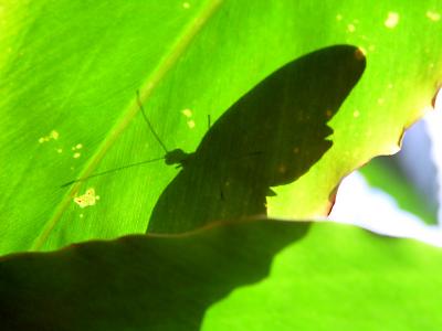Butterfly Shadowby CorduroyHockeydave