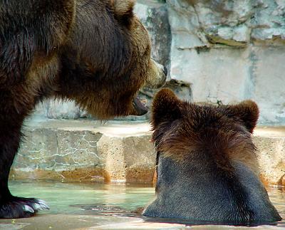 Telling Bear Secretsby CorduroyHockeydave