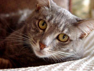 Curious by Nutty PhotographerAntoine
