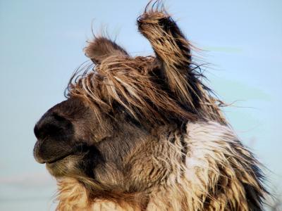 Bad hair day #2 by The ChefEric Hatch