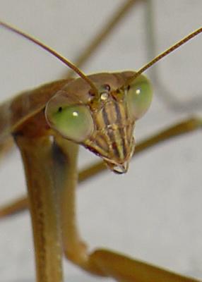 Kiss Me by The ChefEric Hatch
