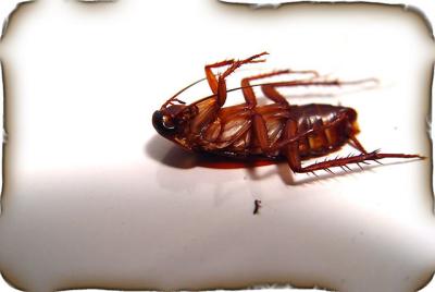 Gregor Samsaby Diet CokeBuddhist