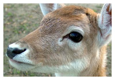 Oh, Deer by Prune JuiceDavid Shin