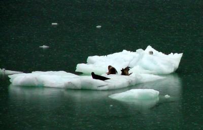 Seals sun bathing on Glaciers in Alaska by sachmoSach Chachad