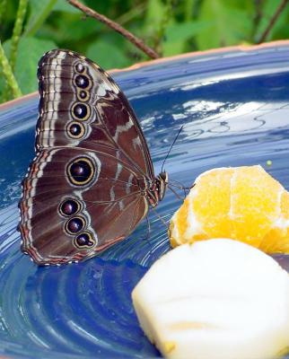 Butterfly in Crystal Garden by sachmoSach Chachad