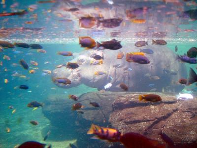 Swimmin' with the fishesby IngeniousJim Fitzgerald