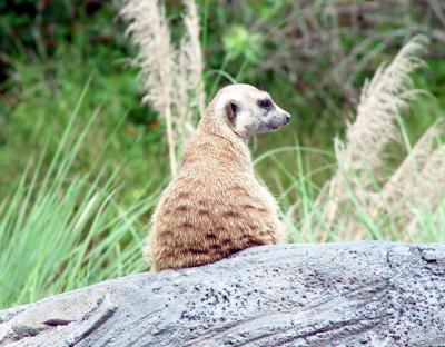 A merely fat Meerkatby IngeniousJim Fitzgerald
