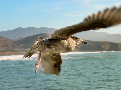 Lift Off by Dee Golden