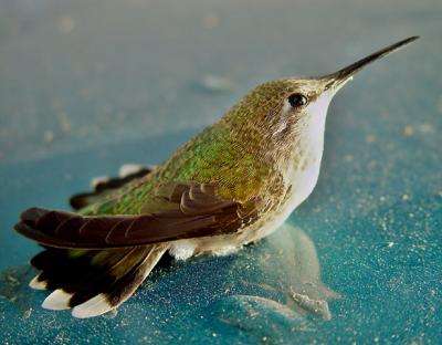 Flew into the window glass by Dee Golden