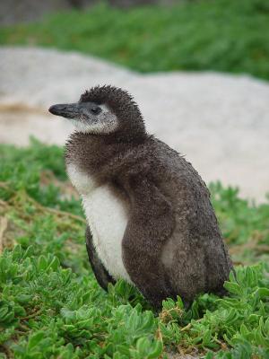 Baby Penguin  by SnowcloudJen Long